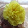 Повязка на голову с цветком пион с тычинкой, цвет желтый